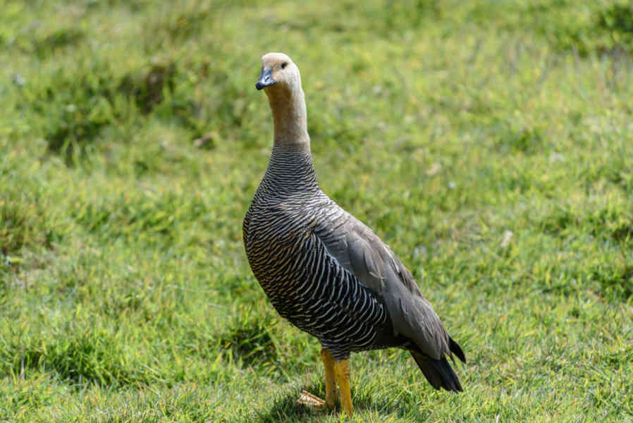 Ganso de Cabeza Rojiza - islas Falkland o Malvinas 01.jpg